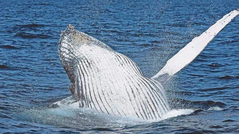 Ballena-Jorobada