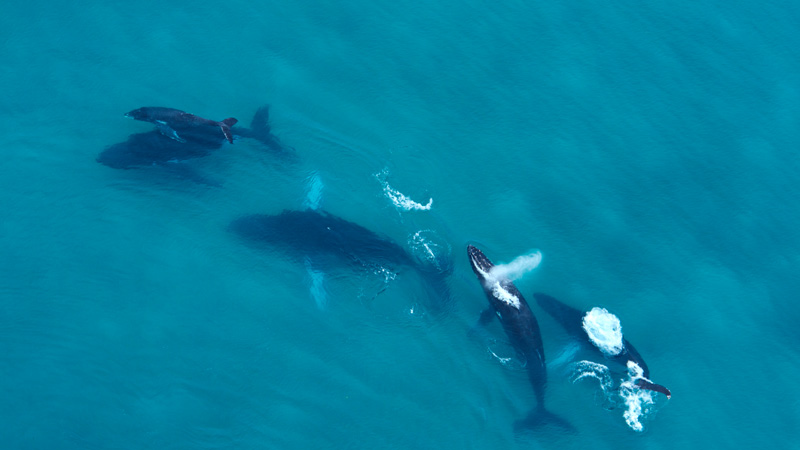 avistamiento-de-cetaceos