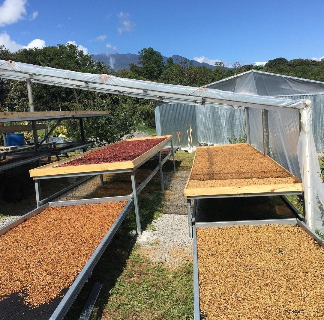 Panamá y su circuito del Café