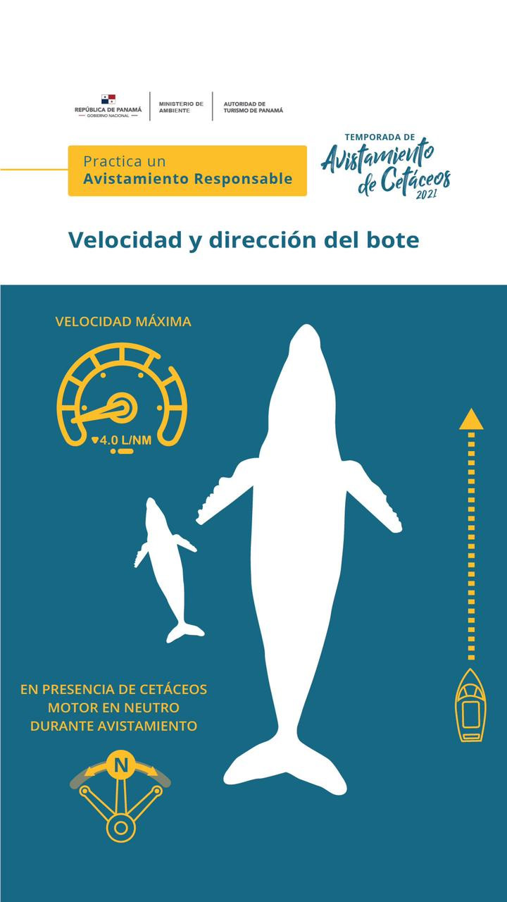 avistamiento-de-cetaceos