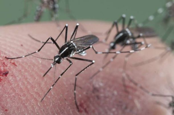 Se registran casos de Zika en la capital
