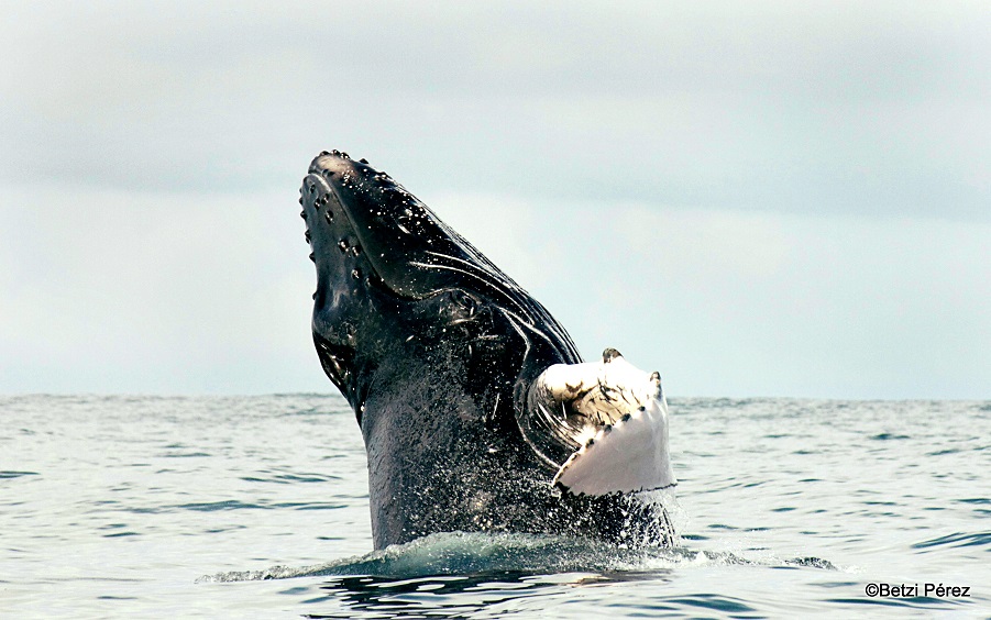 El encuentro de ballenas en Panamá