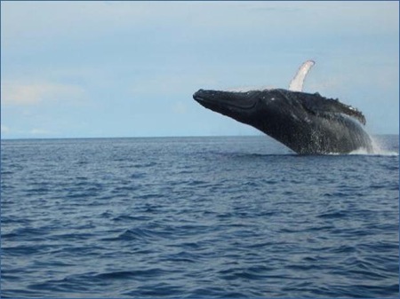 Comenzó la temporada de observación de ballenas