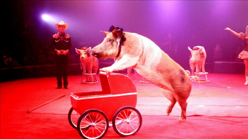 Panamá prohíbe los circos y espectáculos con animales silvestres