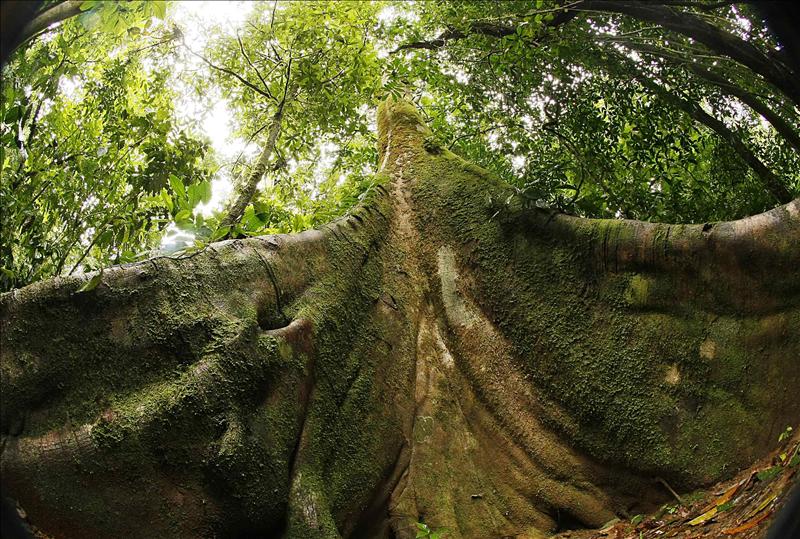 Científicos comprueban en Panamá el "efecto esponja" en bosques tropicales