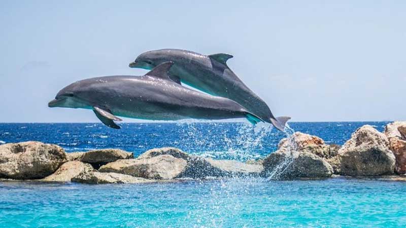 Delfines de Boca del Toro amenazados por el turismo