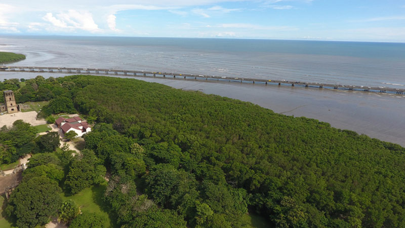 Investigan afectación de mangle negro de la Bahía de Panamá