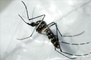 Minsa continua actividades contra el dengue