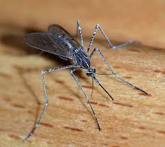 Alerta preventiva en Panamá por nuevo virus transmitido por mosquitos