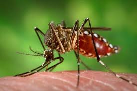 Panamá confirma tres casos del virus Zika 