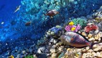 arrecifes-coralinos-panama