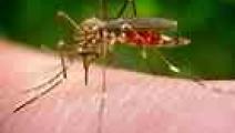  Alertan sobre brote de virus zika en el Caribe