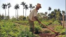 Disminuye la producción agrícola