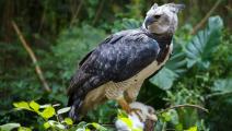 Panamá podrá avistar millones de aves procedentes de Norteamérica