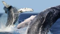 Científicos piden fotos a turistas de Panamá para analizar estado de ballenas