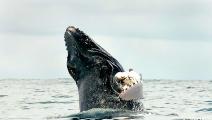 Las ballenas: importante atractivo turístico de Panamá