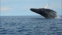 Comenzó la temporada de observación de ballenas