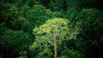 Bosques tropicales jóvenes contribuyen poco a la conservación de la biodiversidad