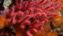 Cientificos del Instituto Smithsonian descubren nueva especie de coral en el Pacífico peruano