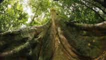 Científicos comprueban en Panamá el "efecto esponja" en bosques tropicales