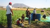Tratan de erradicar trabajo infantil en áreas de producción agrícola