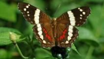 La ciudad de Panamá cuenta con primer mariposiario