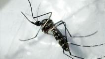 Minsa continua actividades contra el dengue