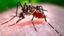 Virus del Zika 