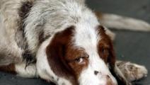 Proponen penas de cárcel por maltrato de animales